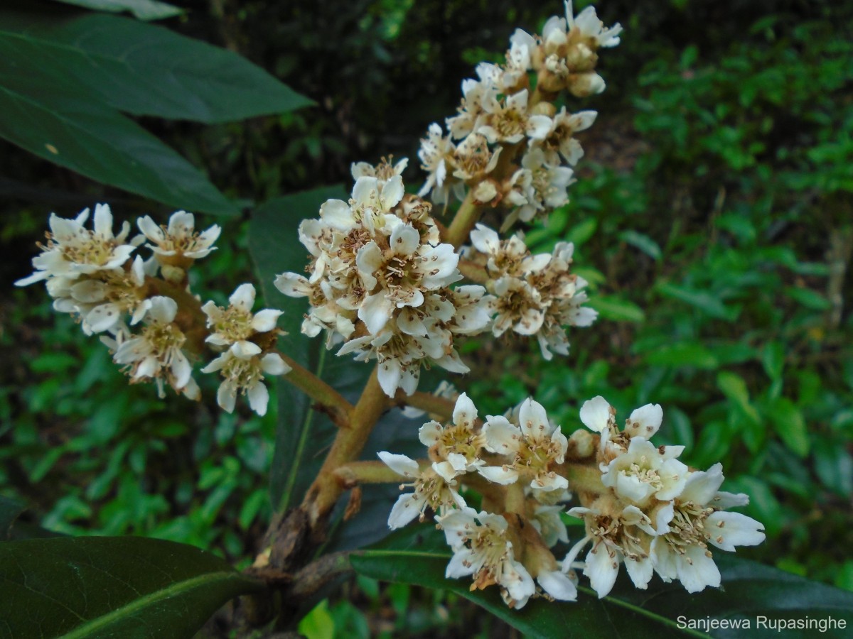 Rhaphiolepis bibas (Lour.) Galasso & Banfi